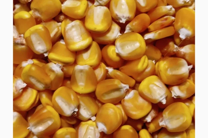 Кукурудза ДН Корунд на продажу- фото № 2