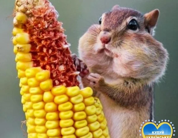 Кукурудза ДН Корунд – трилінійний гібрид- фото № 1