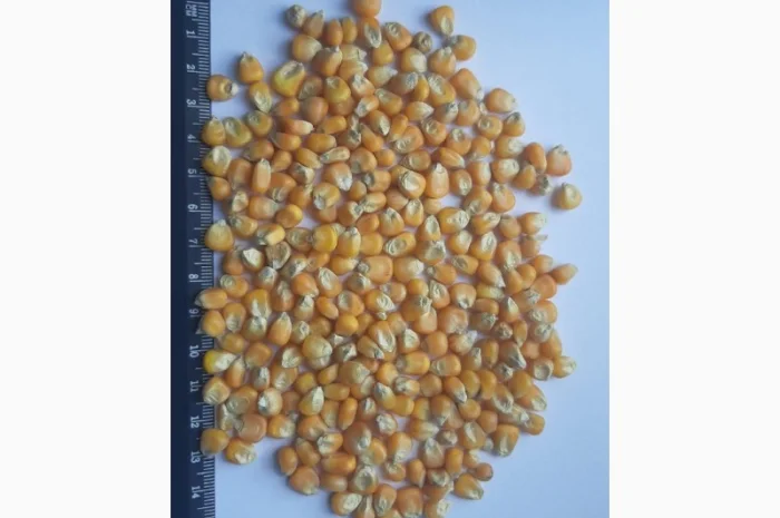 Кукурудза склоподібна кремниста, продаж на експорт- фото № 1