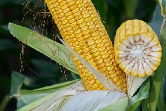 Насіння кукурудзи ЕККЗЕМПЛЯР RAGT- фото № 1