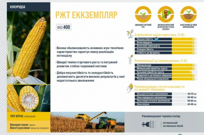 Насіння кукурудзи ЕККЗЕМПЛЯР RAGT- фото № 2