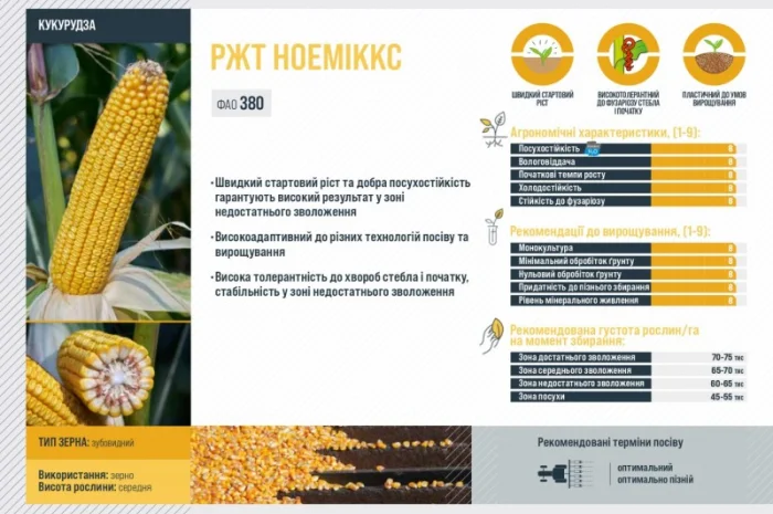Насіння кукурудзи НОЕМІККС RAGT у продажу- фото № 2