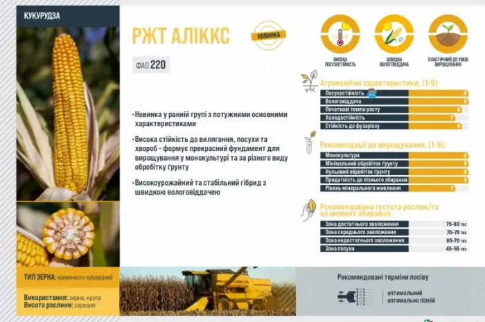Насіння кукурудзи АЛЛІКС RAGT у продажу- фото № 2