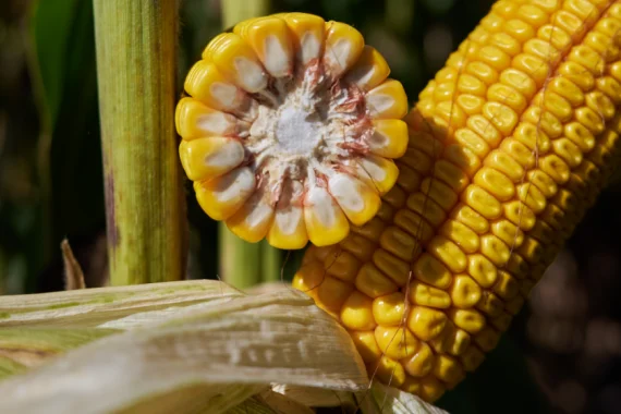 Насіння кукурудзи ФЕРОККСІ RAGT у продажу- фото № 1