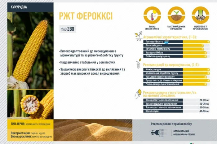 Насіння кукурудзи ФЕРОККСІ RAGT у продажу- фото № 2