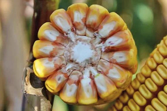 Насіння кукурудзи Алекксандра RAGT в продаже- фото № 1