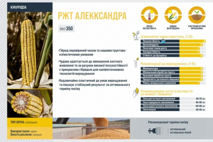 Насіння кукурудзи Алекксандра RAGT в продаже- фото № 2