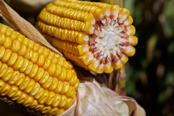 Насіння кукурудзи МАККСАЛІЯ RAGT – продаж- фото № 1