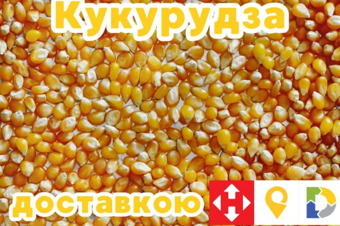 Кукурудза на продаж- фото № 1