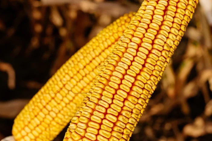 Насіння кукурудзи КВС 2370 - высокоурожайный гибрид- фото № 1