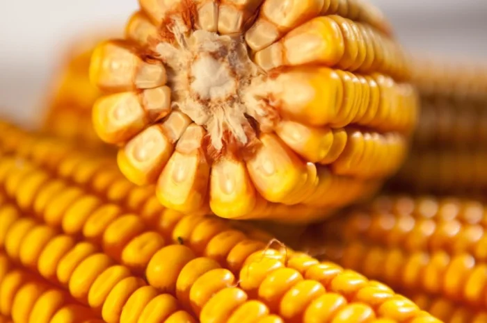 Продаж насіння кукурудзи КРАБАС- фото № 1