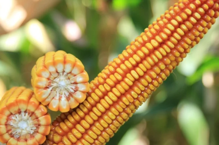 Продаж насіння кукурудзи КРАБАС- фото № 2