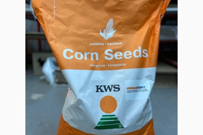 Насіння кукурудзи КВС Карпатіс – високий потенціал урожайності- фото № 1