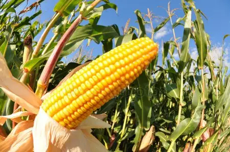 Продам кукурузу на экспорт от поставщика с 5 000 тысяч тонн- фото № 2