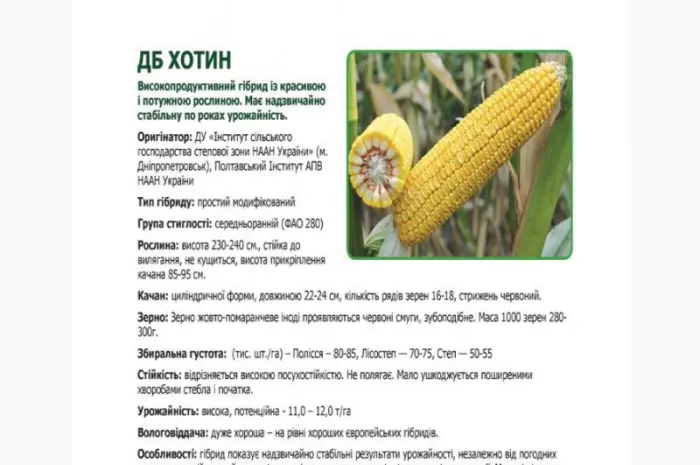 Пропонуються насіння кукурузи від виробника- фото № 2
