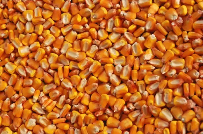 Срочно продается трансгенный гибрид кукурузы HYDRA FF-369 ФАО 250- фото № 1