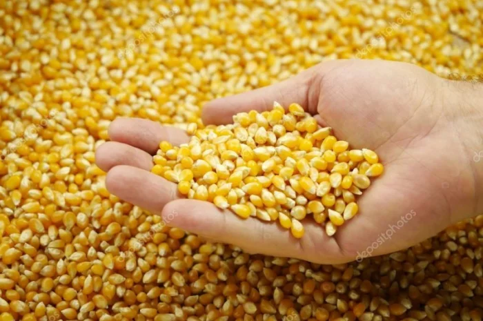 Кукурудза на продаж- фото № 1
