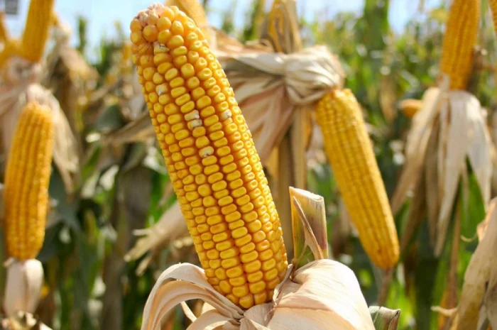 Семена кукурузы Подільський 274СВ для продажу- фото № 1