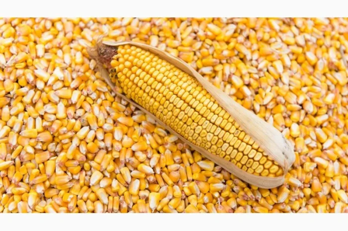 Куплю курував з доставкою Шауляй, Литва (DAP)- фото № 1