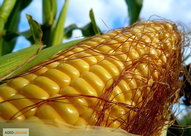 Закупівля кукурузи та відходів з самовивозом- фото № 1