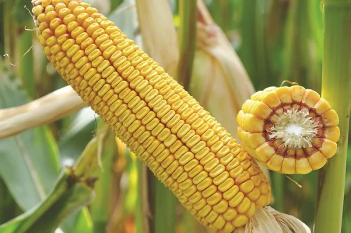 Насіння кукурудзи ДБ Хотин- фото № 1