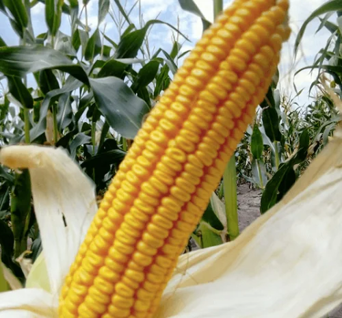 Насіння кукурудзи Амарок 290 ФАО-320- фото № 1