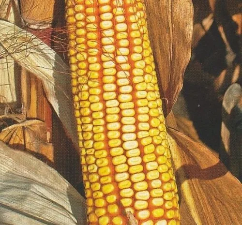 Продаж Насіння Кукурудзи ВН 63 ФАО 280- фото № 1