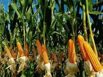 Насіння кукурудзи Муасон ФАО-330 на продаж- фото № 1