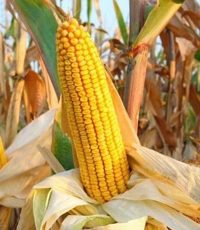 Продаж насіння кукурудзи Рава ФАО-500- фото № 1