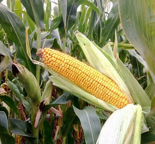Продажа Насіння Кукурудзи ТОР ФАО 280- фото № 1