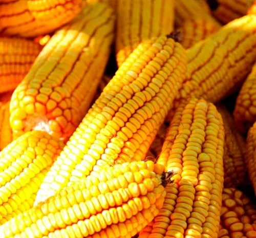 Продаж Насіння Кукурудзи ВН 6763 ФАО-320- фото № 1
