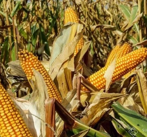 Продаж Насіння Кукурудзи ДН Галатея ФАО-260- фото № 1