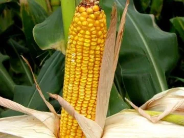 Продаж Насіння Кукурудзи АР 18101 ФАО-310- фото № 1