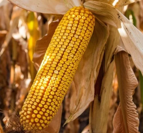 Пропонуємо Насіння Кукурудзи Гран 310 ФАО-250- фото № 1