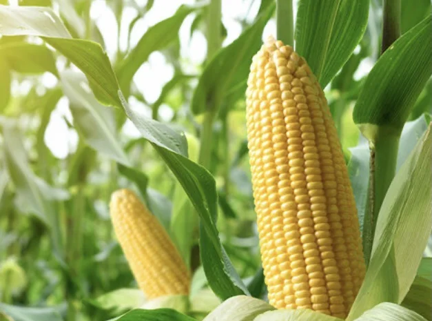Продаж насіння кукурудзи Тіадор ФАО-360- фото № 1