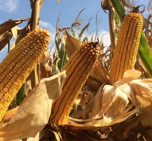 Продажа Насіння Кукурудзи Моніка ФАО-350- фото № 1