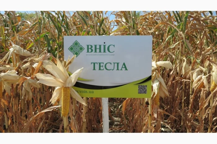 Насіння кукурудзи Тесла (ФАО 350) від виробника- фото № 1