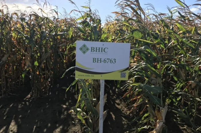 Насіння кукурудзи ВН 6763 від виробника- фото № 1
