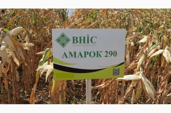 Насіння кукурузи Амарок 290 від ВНІС- фото № 1