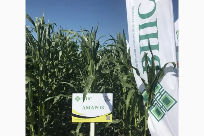 Насіння кукурудзи ВНІС від виробника для продажу- фото № 1