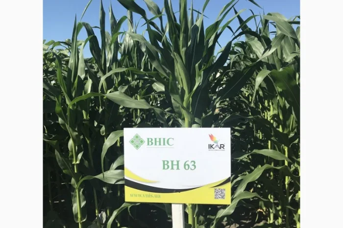 Насіння кукурудзи ВН 63 від виробника- фото № 1