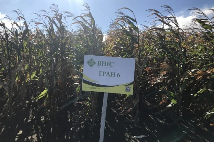 Насіння кукурудзи Гран 6 від виробника- фото № 1