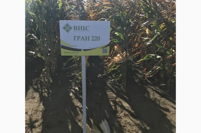 Семена кукурузи Гран 220 (ФАО 210) від ВНІС- фото № 1