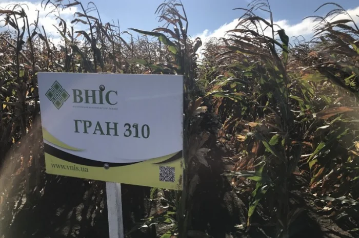 Насіння кукурудзи Гран 310 (ФАО 250) від ВНІС- фото № 1