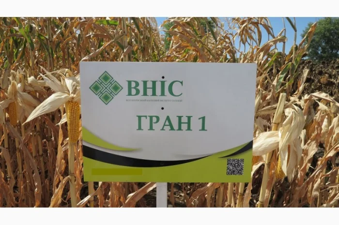 Семена кукурузы Гран 1 (ФАО 370) от ВНИС с бесплатной доставкой- фото № 1
