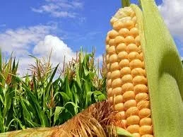 Кукурудза Руні ФАО 320 на продаж- фото № 1