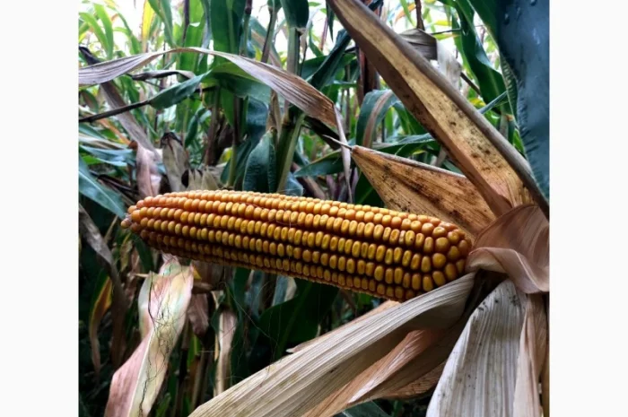 Насіння кукурудзи Матео ФАО 320, високоврожайний гібрид- фото № 1