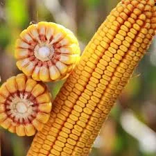 Насіння кукурудзи Кашемір – продаж- фото № 1