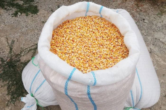 Сахарная кукуруза на продажу- фото № 1