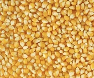 Покупка сахарной кукурузы в Кировоград- фото № 1